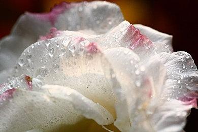 《女神异闻录4：无敌究极后桥背摔》“Fight”预告片